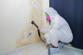 Best Attic Mold Removal  in East Hazel Crest, IL